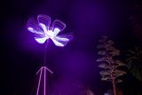 Enchanted Luminescence