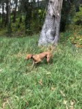 Running Wild in Pine Lake Park