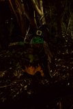 Enigmatic Halloween Mask at Stern Grove