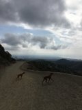 Running with the Wild