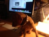 Canine Co-Worker