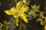 Vibrant Yellow Snapdragon