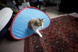 Christmas Cat Camping