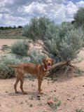 Canine in the Dirt