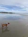 Beach Run