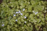 Blue Blooms in the Greenery