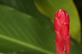 Blossoming Beauty