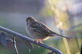 Winter's Feathered Companion