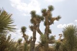 A Majestic Joshua Tree in the Clear Blue Sky