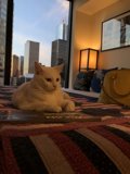 The Art of Relaxing: A White Cat's Perspective