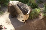 Fascinating Anteater at San Francisco Zoo