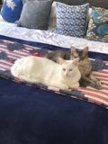 Double Trouble