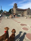 Courtyard Canines