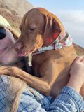 Happy Hound Under the California Sky