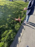 Leash-Lounging Pup at Alamo Square