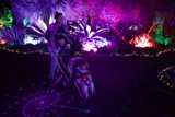 Enchanted Evenings in the Garden of D'Lights