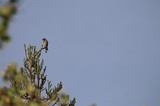 Eastern Bluebird Perched on Evergreen Treetop at Dawn