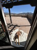 Patio Pooch