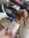 Coffee Companion
