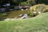 Serene Pond with a Lone Fish