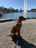 Fountain-side Pup