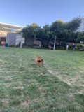 Playful Pup in the Park