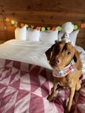 Birthday Pup on a Cozy Bed