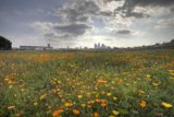 Fields of Orange and Skyline Views