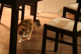 Hidden Feline