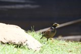 Chirping Under the Sun: A Moment in the Honolulu Zoo