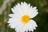 Sunrise Daisy