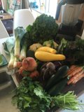 Fresh Harvest