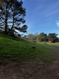 A Dog's Rural Stroll