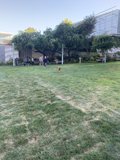 Frisbee Fun in a San Francisco Park