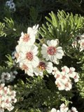 Blossoms in Bloom