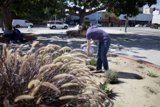 Park Gardener