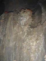 The Orange Cave Explorer