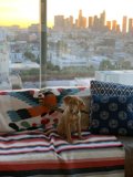 Comfortable Canine on Couch