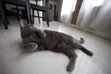 Playful Paws on Hardwood Floors