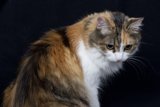 The Calico Cat on Black Background - 2006