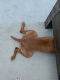 Under the Table Pooch