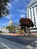 City Streets and Towering Trees
