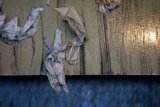 Paper Towels on a Wooden Wall