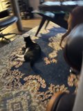 Feline and Canine Coziness