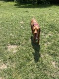 Park Pup