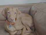 Relaxed Dog Lounging on Beige Couch
