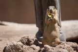 Banana-Eating Ground Squirrel