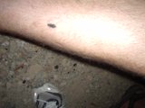The Mysterious Black Dot
