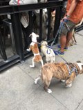 Walking the Hounds