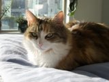 Lazy Afternoon Cat